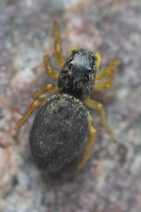 Heliophanus flavipes