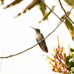 Talaphorus chlorocercus