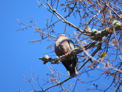 Patagioenas araucana