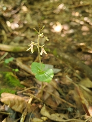 Neottia smallii