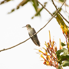 Talaphorus chlorocercus