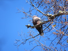Patagioenas araucana