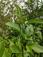 Citrus trifoliata