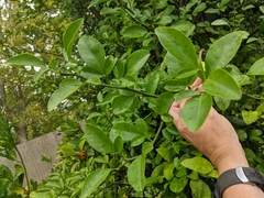 Citrus trifoliata