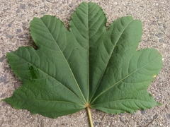 Kalopanax septemlobus