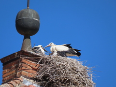 Ciconia ciconia