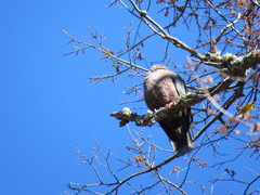 Patagioenas araucana