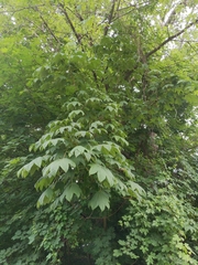 Kalopanax septemlobus