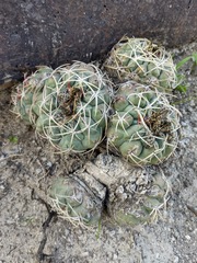 Thelocactus hexaedrophorus hexaedrophorus