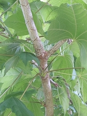 Kalopanax septemlobus