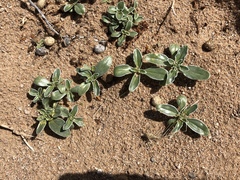 Penstemon albomarginatus
