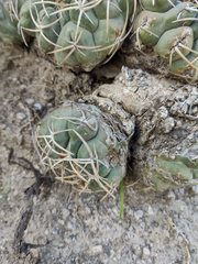 Thelocactus hexaedrophorus hexaedrophorus