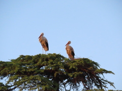 Ciconia ciconia