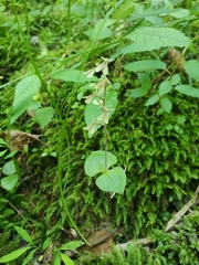 Neottia smallii