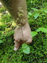 Neottia smallii