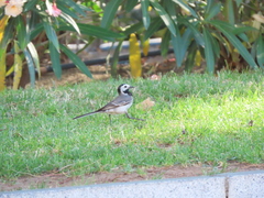 Motacilla alba