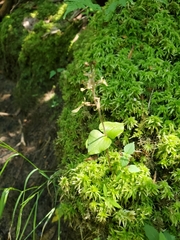Neottia smallii
