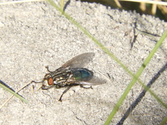 Sarconesia chlorogaster