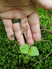 Neottia smallii