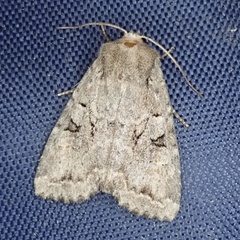 Apterogenum ypsillon