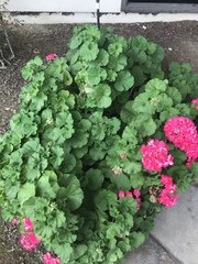 Pelargonium