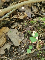 Neottia smallii