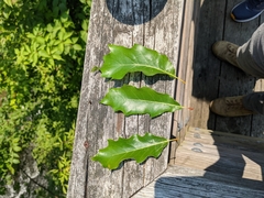 Quercus × leana