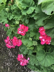 Pelargonium