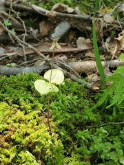 Neottia smallii
