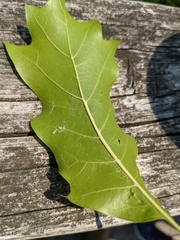 Quercus × leana