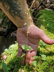 Neottia smallii