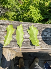Quercus × leana