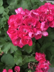 Pelargonium