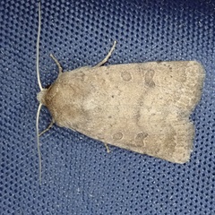 Hoplodrina octogenaria