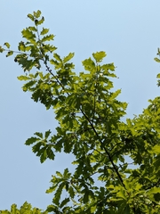 Quercus × leana