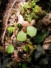 Neottia smallii