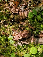 Neottia smallii