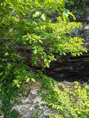 Quercus × leana