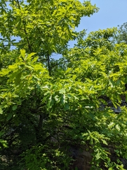 Quercus × leana