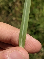 Panicum coloratum