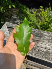 Quercus × leana