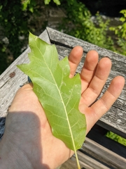 Quercus × leana