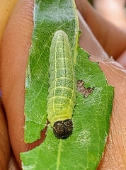 Erynnis icelus