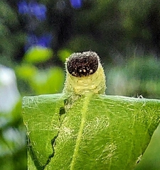 Erynnis icelus