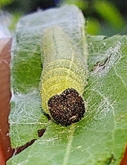 Erynnis icelus
