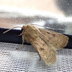 Hoplodrina octogenaria