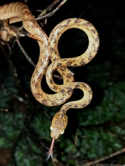 Boiga