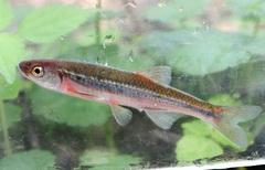 Notropis percobromus