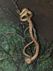Boiga