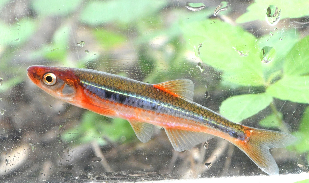 Carmine Shiner